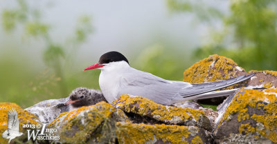 Adult Arctic Tern with downy chick