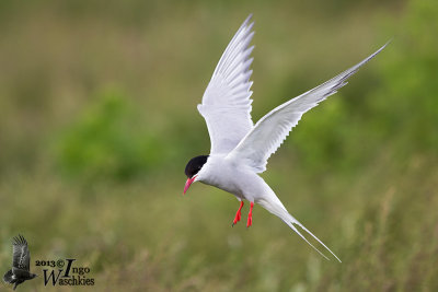 Adult Arctic Tern