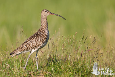 Adult Eurasian Curlew