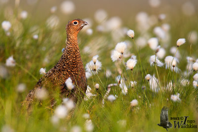 Adult male Red Grouse