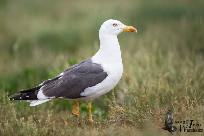 Adult Lesser Black-backed Gull (ssp. graellsii)