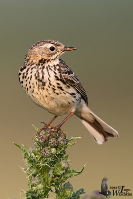 Adult Meadow Pipit