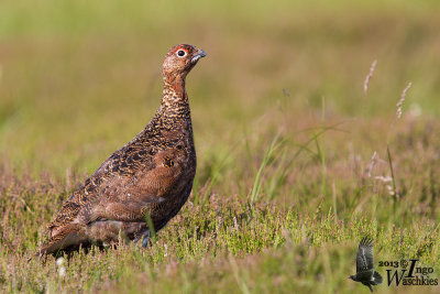 Adult male Red Grouse