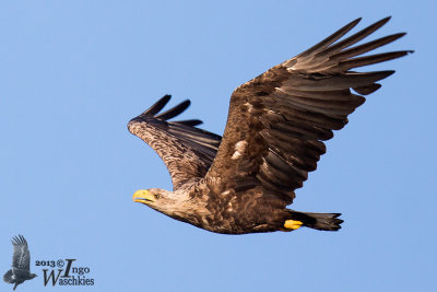 Subadult White-tailed Eagle