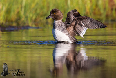 Adult female Common Goldeneye