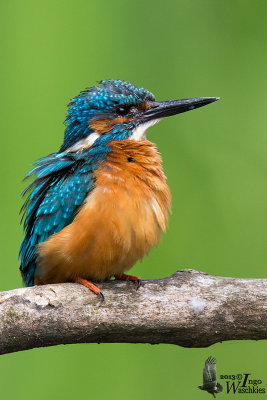 Adult male Common Kingfisher