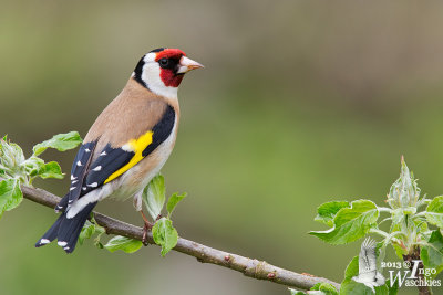 Adult European Goldfinch