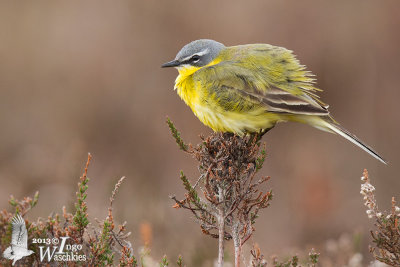 Adult male Western Yellow Wagtail