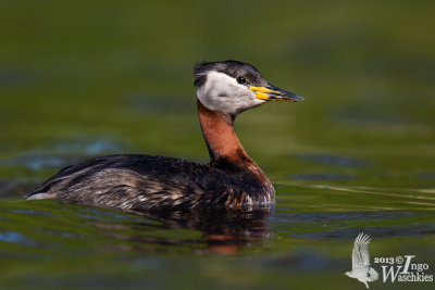 Adult Red-necked Grebe in breeding plumage