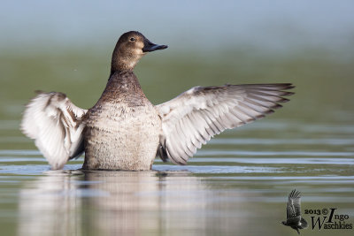 Adult female Common Pochard