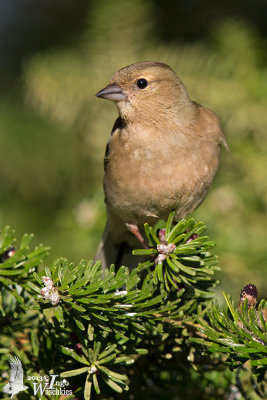 Adult female Common Chaffinch