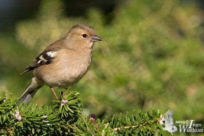 Adult female Common Chaffinch