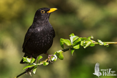 Adult male Common Blackbird