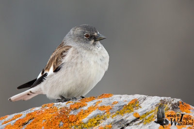 Adult White-winged Snowfinch assuming breeding plumage