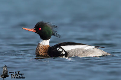 Adult male Red-breasted Merganser in breeding plumage