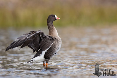 Adult Lesser White-fronted Goose