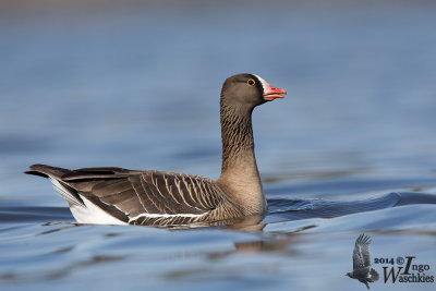Second cy Lesser White-fronted Goose