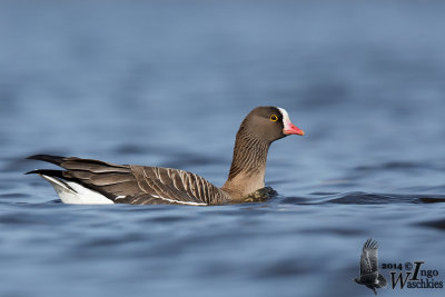 Adult Lesser White-fronted Goose