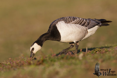 Adult Barnacle Goose