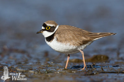 Adult male Little Ringed Plover (ssp.  curonicus ) in breeding plumage 
