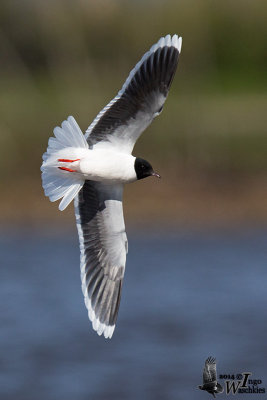 Adult Little Gull in breeding plumage