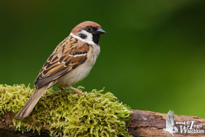 Adult Eurasian Tree Sparrow