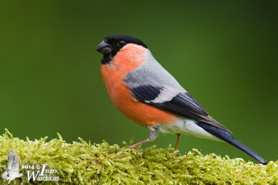 Adult male Eurasian Bullfinch