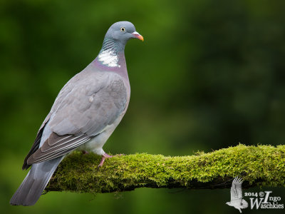 Adult Common Wood Pigeon