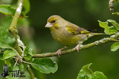 Adult female European Greenfinch