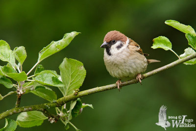 Adult Eurasian Tree Sparrow