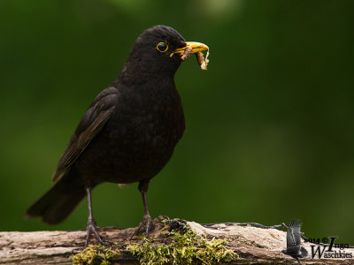 Adult male Common Blackbird