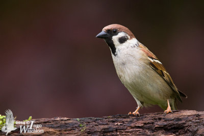 Adult Eurasian Tree Sparrow