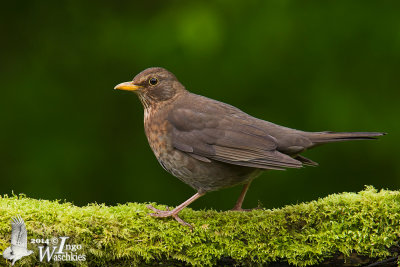 Adult female Common Blackbird