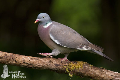 Adult Common Wood Pigeon