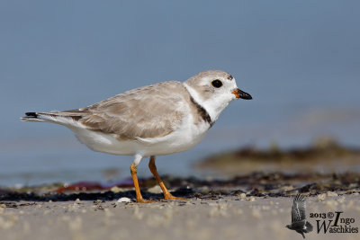 Adult Piping Plover assuming breeding plumage