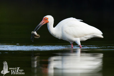 Adult American White Ibis