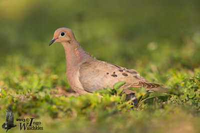 Adult Mourning Dove