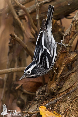 Adult male Black-and-white Warbler