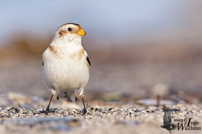 Snow Bunting