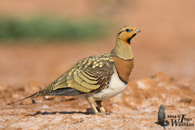 Adult male Pin-tailed Sandgrouse