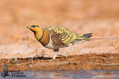 Adult male Pin-tailed Sandgrouse