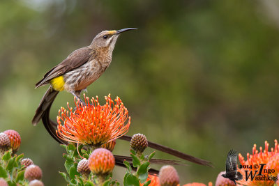 Adult male Cape Sugarbird