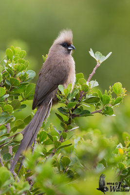 Adult Speckled Mousebird