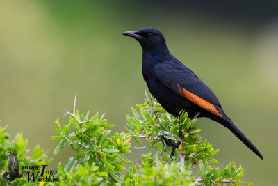 Adult male Red-winged Starling