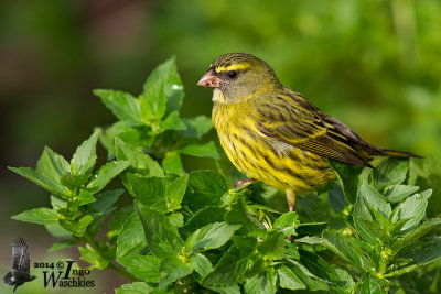 Adult male Forest Canary