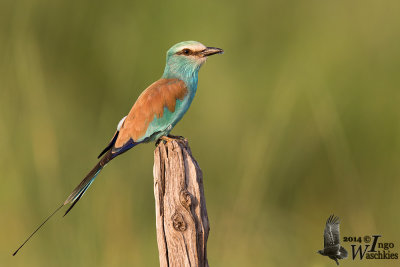 Adult Abyssinian Roller