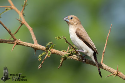 Adult African Silverbill (ssp. cantans)