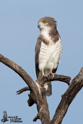 Adult male Beaudouin's Snake Eagle