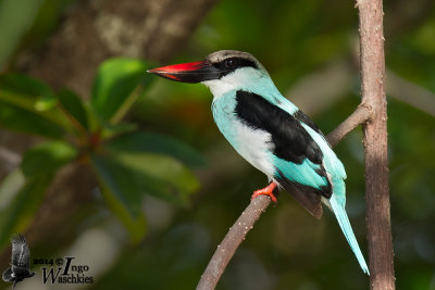 Adult Blue-breasted Kingfisher (ssp. torquata)