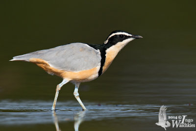Adult Egyptian Plover